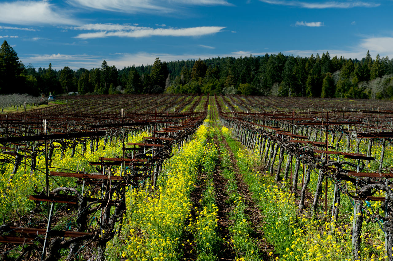 Banshee Winery - Crafting Distinctive Wines